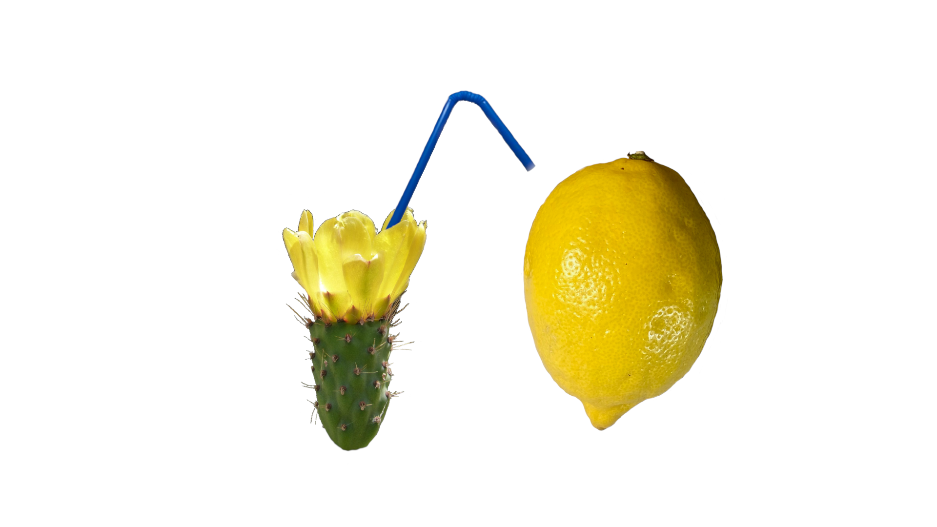 A lemon on the right and an cactus with a yellow flower on the left. A blue straw sticks out from the cactus.