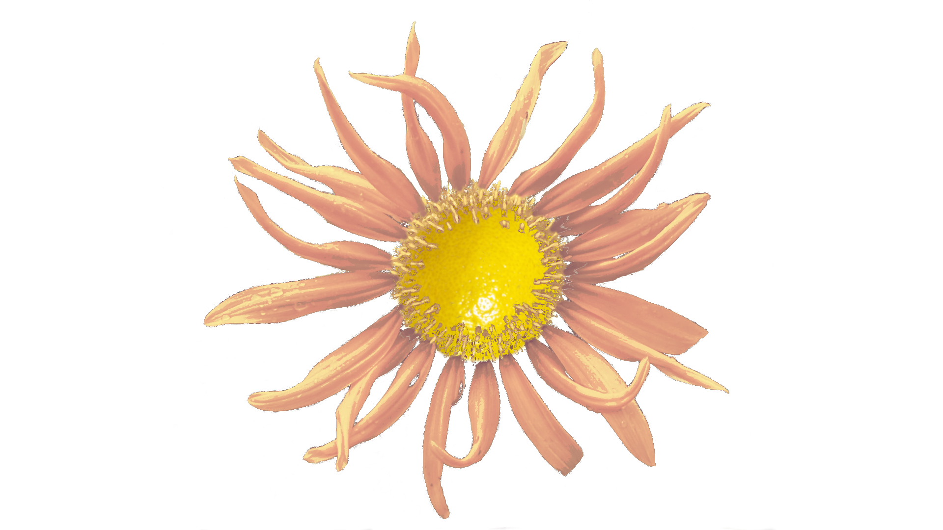 A sunflower with a lemon center and pink petals.