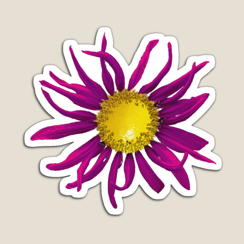 Bright Pink Lemon Sunflower magnet available on Redbubble