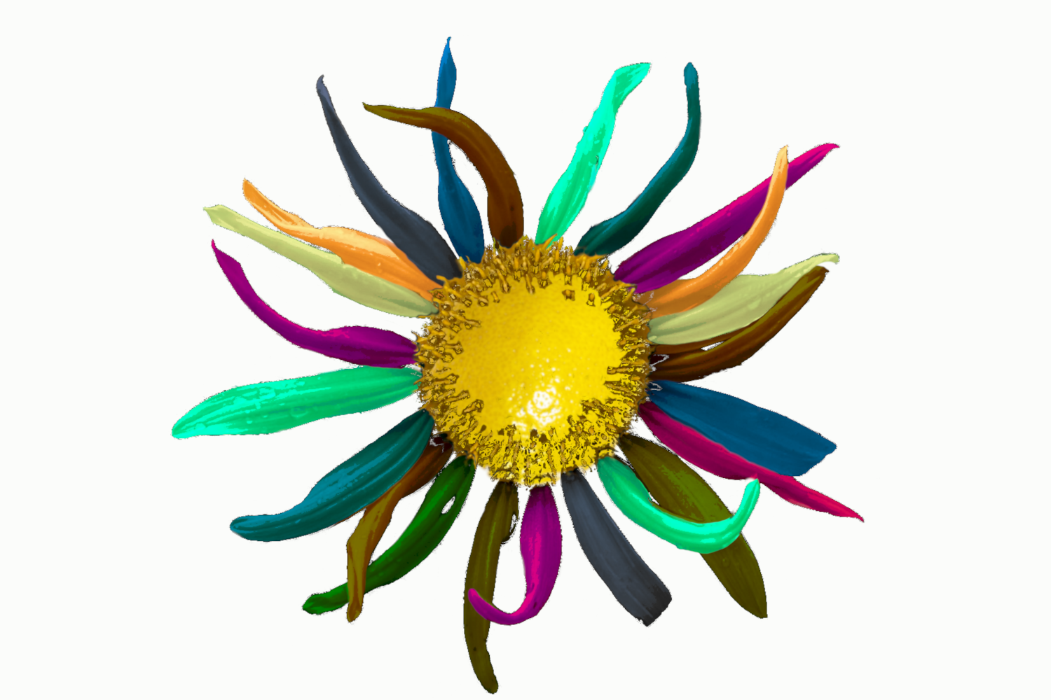 Lemon sunflower