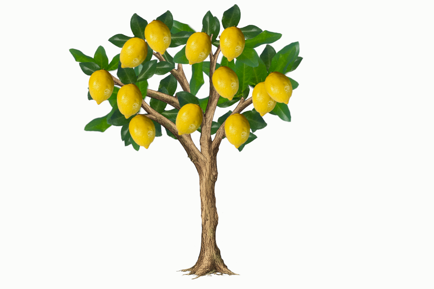 Lemon tree